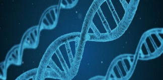 Ο Homo floresiensis και η ανθρώπινη ισότητα. Διαχρονικά μαθήματα από τον Στήβεν Tζέυ Γκουλντ